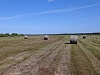 Уватские аграрии полностью закрыли потребность в сене для местных хозяйств